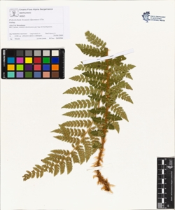 Polystichum braunii (Spenner) F¿e