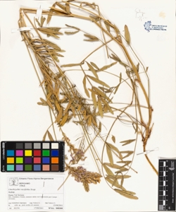 Onobrychis viciifolia Scop.