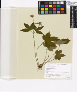 Geranium nodosum L.