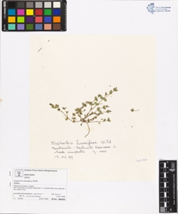 Euphorbia humifusa Willd.