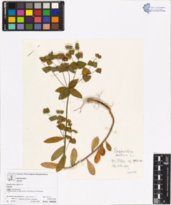 Euphorbia dulcis L.
