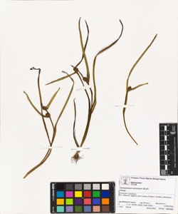 Sparganium angustifolium Michx.