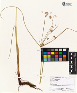 Cyperus longus L.