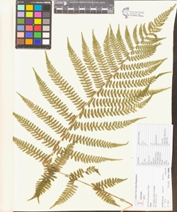 Athyrium filix-foemina (L.) Roth.