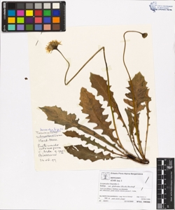 Leontodon hispidus L. var glabratus (Koch) Bischoff