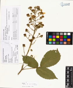 Rubi suberecti P. J. Muller (Aggr.)