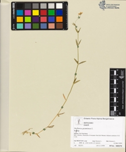 Stellaria graminea L.