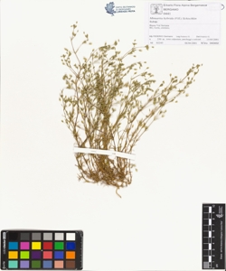 Minuartia hybrida (Vill.) Schischkin
