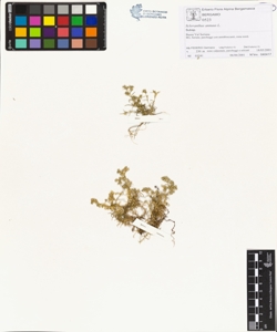 Scleranthus annuus L.