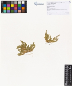 Herniaria hirsuta L.