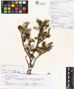 Salix helvetica Vill.