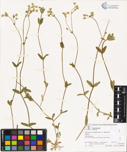Myosoton aquaticum (L.) Moench