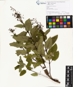 Scrophularia nodosa L.