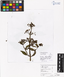Scrophularia umbrosa Dumort.