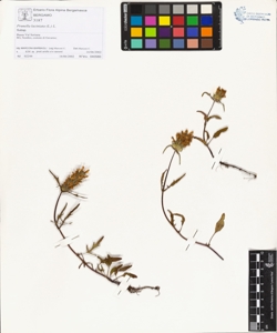 Prunella laciniata (L.) L.