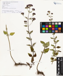 Origanum vulgare L.