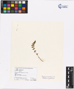 Woods¿a alpina (Bolton) S. F. Gray