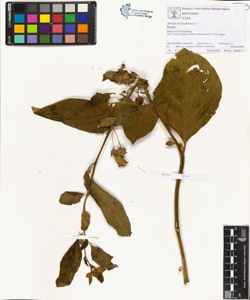 Atropa belladonna L.