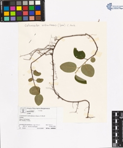 Cotoneaster nebrodens¿s (Guss.) C.Koch