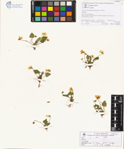 Viola thomas¿ana Song. et Perr.