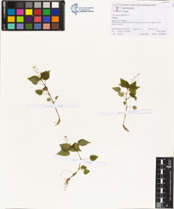 Circaea alpina L.