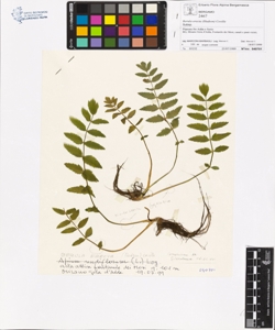 Berula erecta (Hudson) Coville