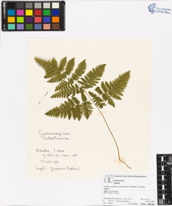 Gymnocarpium robertianum (Hoffm.) Newman