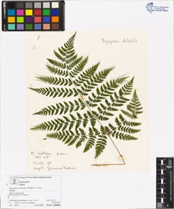 Dryopteris dilatata (Hoffm.) A. Gray