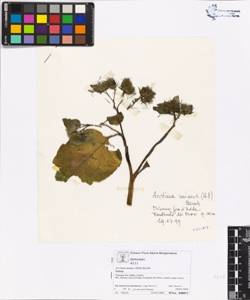Arctium minus (Hill) Bernh.