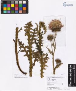 Carduus carlinaefolius Lam.