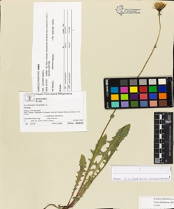 Leontodon hispidus L.