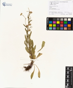 Erigeron atticus Vill.