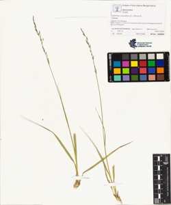 Molinia coerulea (L.) Moench