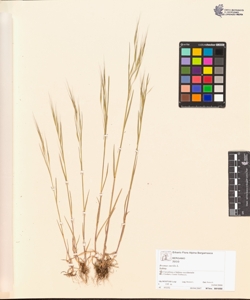 Bromus sterilis L.