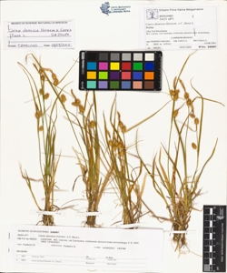 Carex demissa Hornem. x C. flava L.