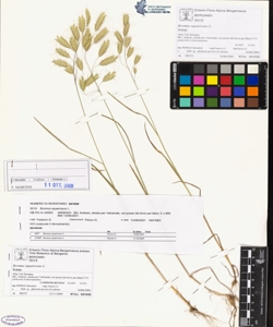 Bromus squarrosus L.