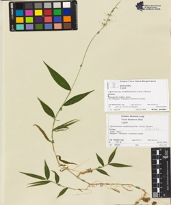 Oplismenus undulatifolius (Ard.) Beauv.