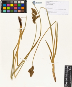 Carex paniculata L.