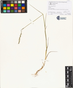 Poa compressa L.