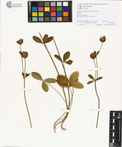 Trifolium ochroleucum Hudson