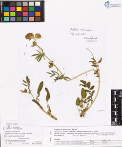 Anthyllis vulneraria L. subsp. pseudovulneraria (Sag.) J. Duvign.
