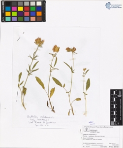 Anthyllis vulneraria L. subsp. baldens¿s (Kerner) Becker