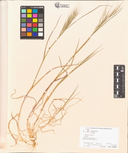 Bromus sterilis L.