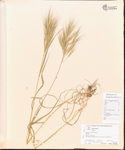 Bromus madritens¿s L.
