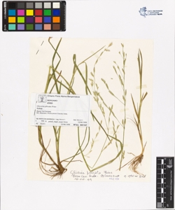 Glyceria plicata Fries