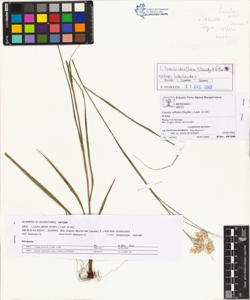 Luzula albida (Hoffm.) Lam. et DC.