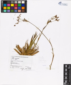Luzula sylvatica (Hudson) Gaudin