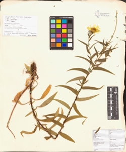 Buphthalmum salicifolium L.