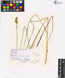 Carex otrubae Podp.