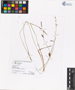 Carex distans L.